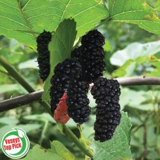 Trader Everbearing Mulberry Thumbnail